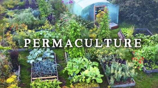 permaculture garden