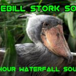 Shoebill Stork Sound: All About the Loud Clattering Noise