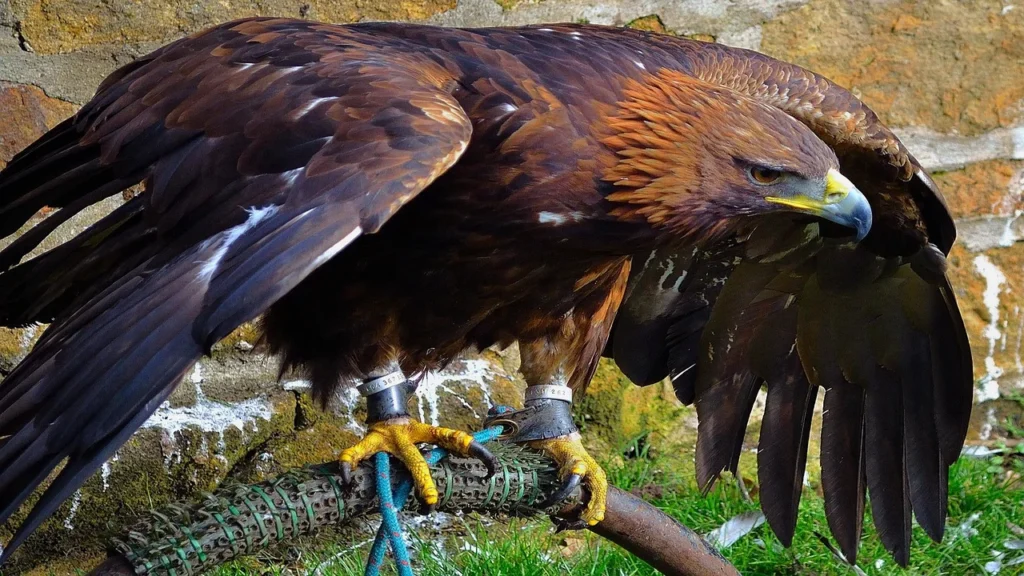 Physical Features of the Hancock Bird