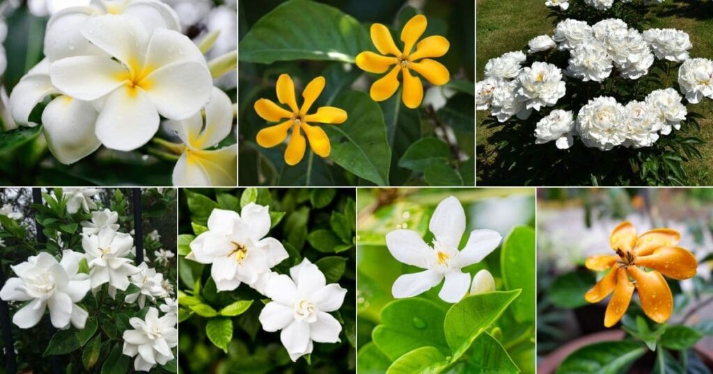 Resources for Further Learning on Gardenias