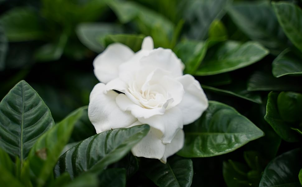 Essential Tips from Chuck Hayes Gardenia Agricultural Extension