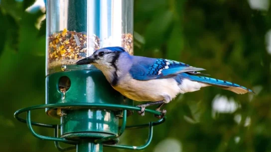 Best Bird Feeders to Use for Attracting Rare and Exotic Birds